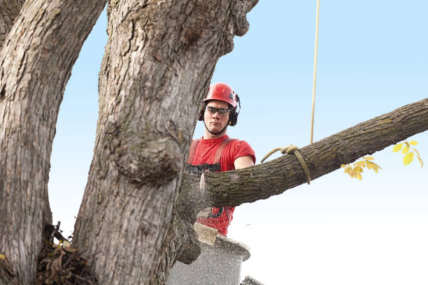 Tree Removal Services